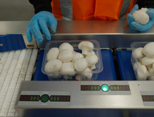 Champignons op een weegmachine