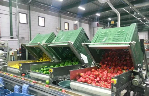 Gele, groene en rode paprika's vallend uit een kistenkantelaar