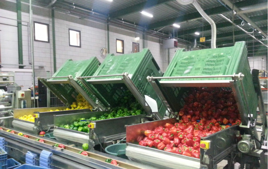 Gele, groene en rode paprika's vallend uit een kistenkantelaar