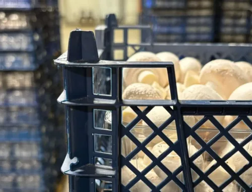 Verse champignons verpakt in gestapelde kratten in een magazijn van KORONA Mushrooms