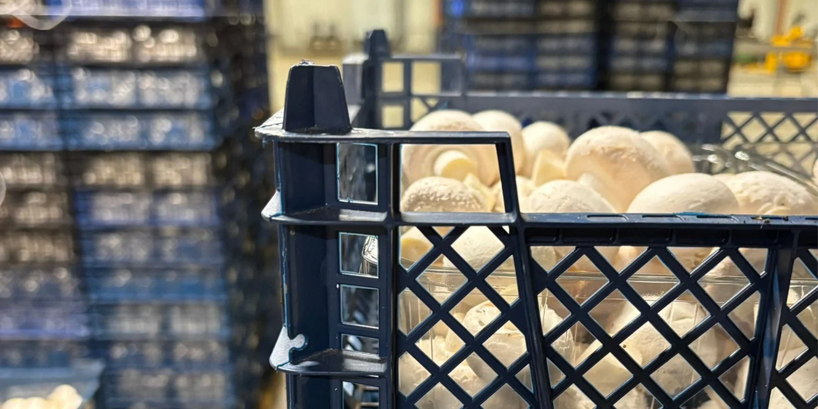 Verse champignons verpakt in gestapelde kratten in een magazijn van KORONA Mushrooms