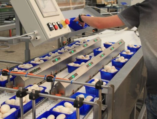 Champignons op weeglijn