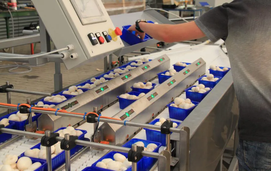 Champignons op weeglijn